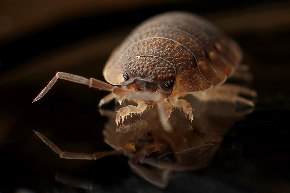 How to Get Rid of Pesky Bed Bugs
